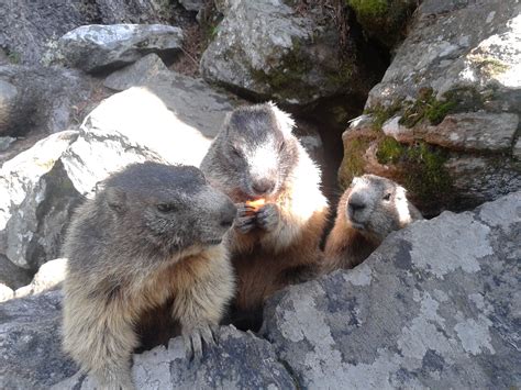 Il parco delle marmotte di Chiareggio .